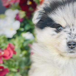 Feyre $3,500 - Merle Pomsky puppy in Greenville, South Carolina from Thicketty Mountain Pomskies