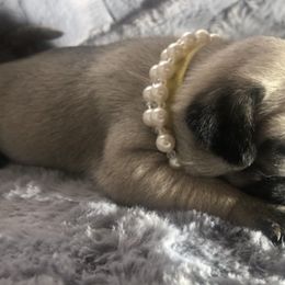 Bulldogs and Pugs from Le Roy’s Bullies and Pugs
