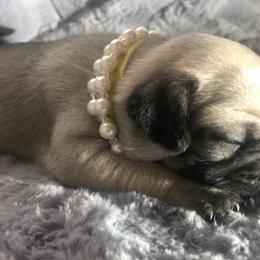 Bulldogs and Pugs from Le Roy’s Bullies and Pugs