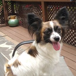 Papillons from Michelle's Papillions