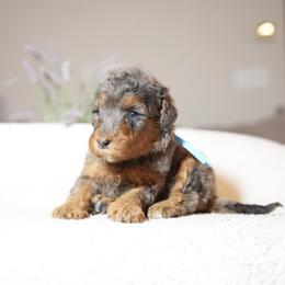 Sky collar - Merle female Bernedoodle puppy in Spokane, Washington from Doodle Love