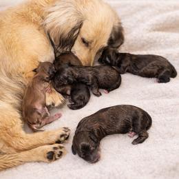 Male 5 - Cream male Dachshund puppy in Wylie, Texas from Karas Royal Dachshunds