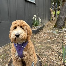 Goldendoodle All Grown Up from Golden Hearted Goldendoodles
