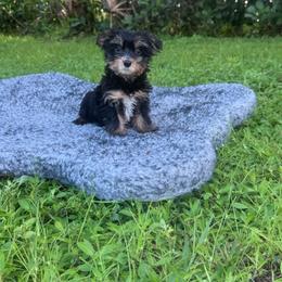 Charlie - Black and tan male Yorkshire Terrier puppy in Bonita Springs, Florida from 🤎 Dreaming Puppies 🐶