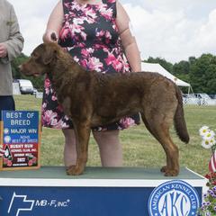 Aoife - Chesapeake Bay Retriever