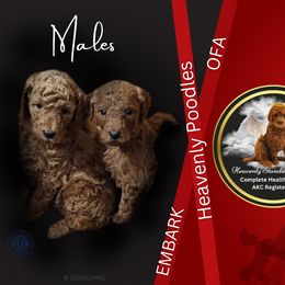 Poodle Puppies from Heavenly Poodles