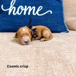 Cosmic Crisp - Red  male Goldendoodle puppy in West Haven, Utah from Split Mountain Doodles