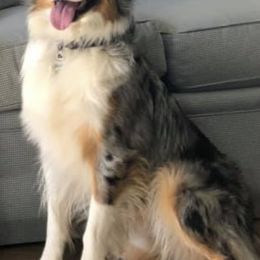 Australian Shepherds from WV Yankee Aussies
