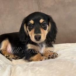 McKinley - Black and cream female Dachshund puppy in Jonesboro, Illinois from Twin Hills Dachshunds