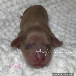 Ariel - Red female Dachshund puppy in Jena, Louisiana from Amy’s Mini Doxies