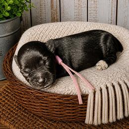 Daisy - Black female Miniature Schnauzer puppy in Magalia, California from NorCal Schnauzers