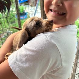 Clover - Dapple female Dachshund puppy in Lufkin, Texas from L & A Dachshunds