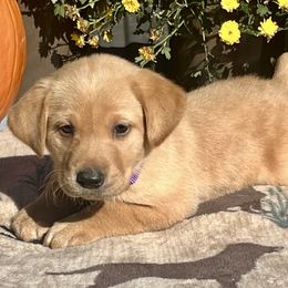 Yellow Girl Purple Collar - Yellow female Labrador Retriever puppy in Ozark, Arkansas from Middle Ridge Retrievers