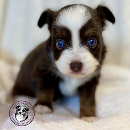 Angela - Red tri female Toy Australian Shepherd puppy in East Berlin, Pennsylvania from Dusty Spring Australian Shepherds, LLC