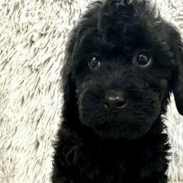 Boy 1 - Black Australian Labradoodle puppy in Peoria, Arizona from Kalolabradoodles