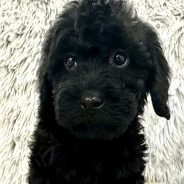 Boy 1 - Black Australian Labradoodle puppy in Peoria, Arizona from Kalolabradoodles