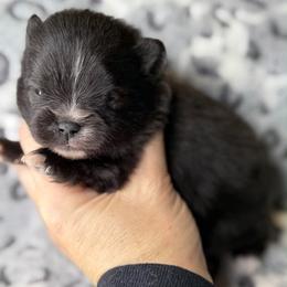 SCAR - Black male Pomeranian puppy in Willis, Texas from Treasured Jewels Pomeranians