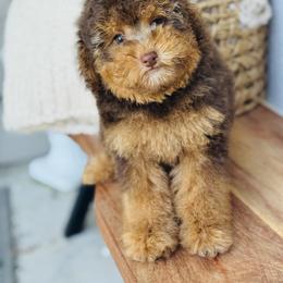 Duchess - Chocolate female Goldendoodle puppy in West Jordan, Utah from Doodles Friend