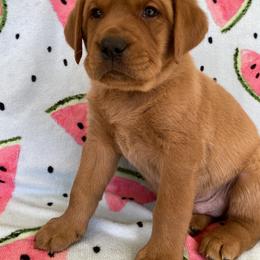 Labrador Retriever Puppies from Triple Threat Labradors