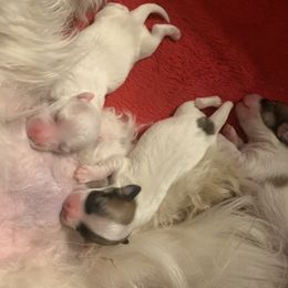 Coton de Tulear Puppies from Catawba Cotons