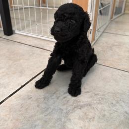 Stich - Black male Poodle puppy in Fort Lauderdale, Florida from SoFlo Standard Poodles