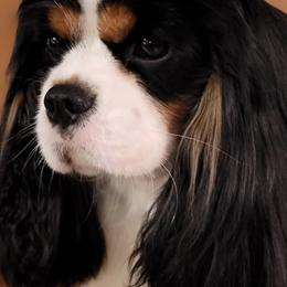 Cavalier King Charles Spaniels from Moonshadow Cavaliers