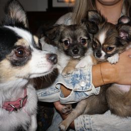 Chihuahua Puppies from Life of Riley's AKC Chihuahuas