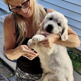 Golden Retriever Puppies from West Coast Cream Goldens