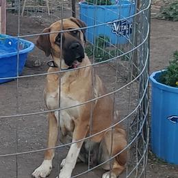 Mable - Mastiff