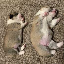 Pembroke Welsh Corgi Puppies from Kenyon Pembroke Welsh Corgis