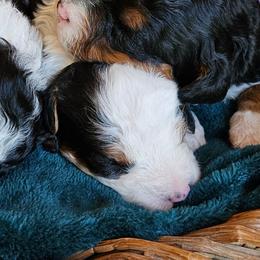 Bluey - Tri-color female Bernedoodle puppy in Granton, Wisconsin from Rose River Farms