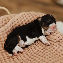 Ashtin - female Australian Mountain Doodle puppy in Spanish Fork, Utah from Little Puppy Co.