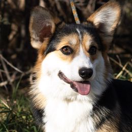 Merry - Black and tan male Pembroke Welsh Corgi puppy in La Grange, Wyoming from Merrygold Corgis