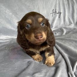 Huey - Chocolate and cream male Dachshund puppy in Gray, Louisiana from EB's Cajun Lil' Doxies