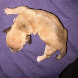 CKC ee red girl 3 (buyer will name) - Red female Dachshund puppy in Canyon Lake, Texas from M&Ms Dachshunds of Central Texas