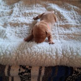 Orange - Golden rust male Vizsla puppy in Maineville, Ohio from Izabella Vizslas
