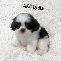 AKC Little Lydia - Black and white female Shih Tzu puppy in Greenville, South Carolina from Babyface Shih Tzu