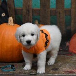 Golden Retriever Puppies from Smokey Mountain English Goldens