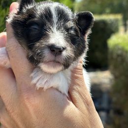 Girl 1 - Black white and tan Shetland Sheepdog puppy in Oakley, California from SquiresShelties
