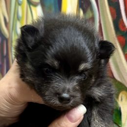 AKC Black Girl - Blue and tan female Pomeranian puppy in Madison, Ohio from PawSitive Therapy Pomeranians