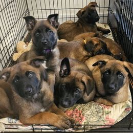 Belgian Malinois Puppies from Love Belgian Malinois