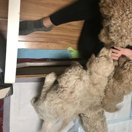 Goldendoodle, Schnoodle, and Sheepadoodle Puppies from Dood Ranch