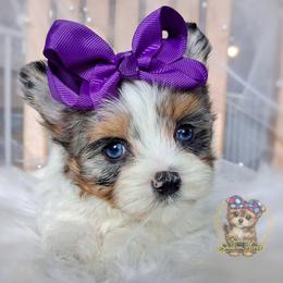 Korean Merle Sina - female Companion Cross puppy in Barren Springs, Virginia from Seeking Shalom Acres Maltese, Maltipoos & Havamalts