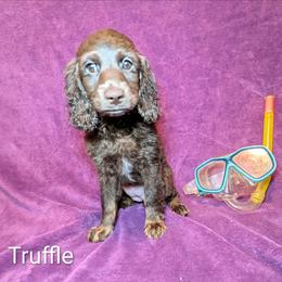Truffle Primrose - Brown female Cockapoo puppy in Sunset, Louisiana from Cano Cockapoos