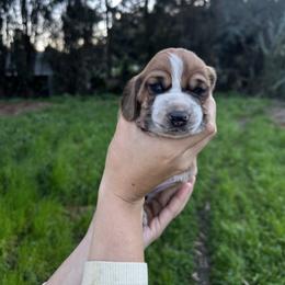 Dalí - Black brown and white male Basset Hound puppy in El Sobrante, California from Happy Hills Bassets