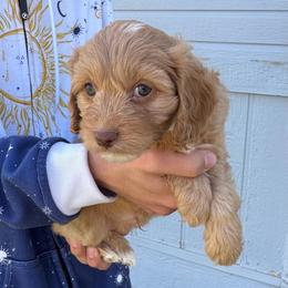 Chief - Red male Cavapoo puppy in Cedar City, Utah from Baird Poodles and Doodles