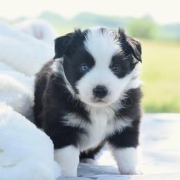 Endgame - Black male Toy Australian Shepherd puppy in Chickasha, Oklahoma from Rustic Lace