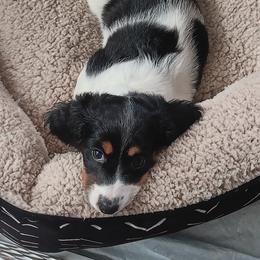 Dachshund Puppies from TNT MINI DACHSHUNDS