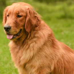 Golden Retrievers from Rainbow Ridge Farm