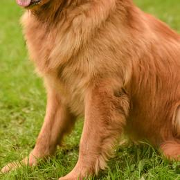 Golden Retrievers from Rainbow Ridge Farm
